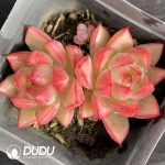 Echeveria Dream Queen