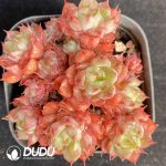 Echeveria Wine Peach Variegated Clustering