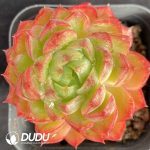 Echeveria Wine Peach Variegated