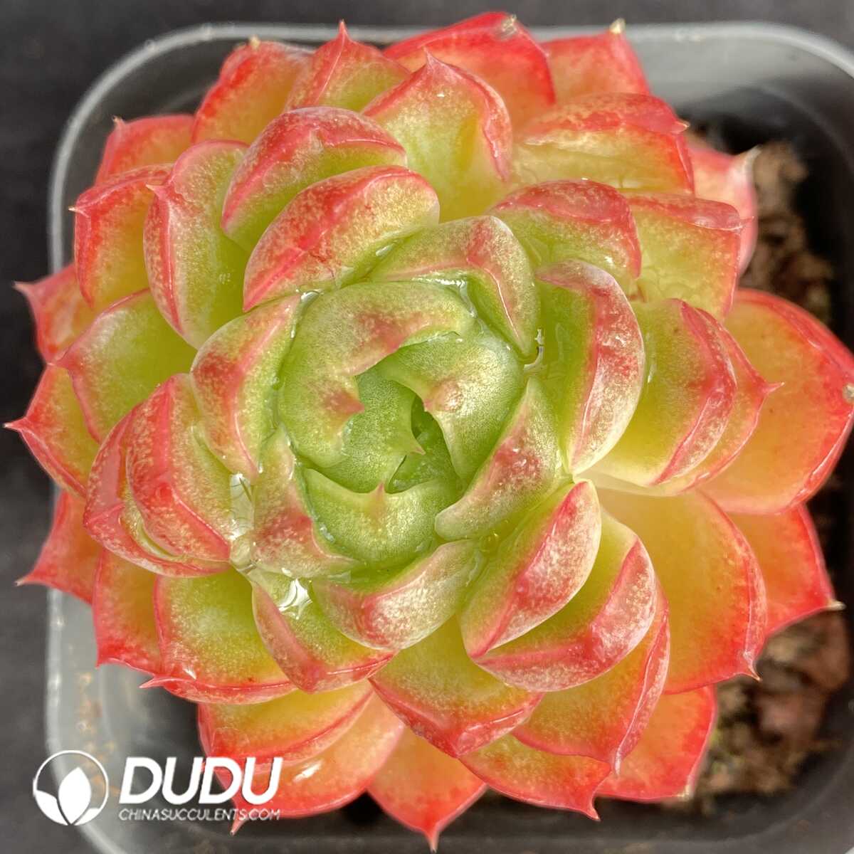 e201-428.jpg Echeveria Wine Peach Variegated - Image 1