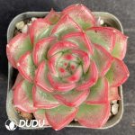 Echeveria Proli