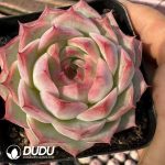 Echeveria Honey Trap