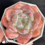 Echeveria Blushing Bride