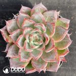 Echeveria Black Swan