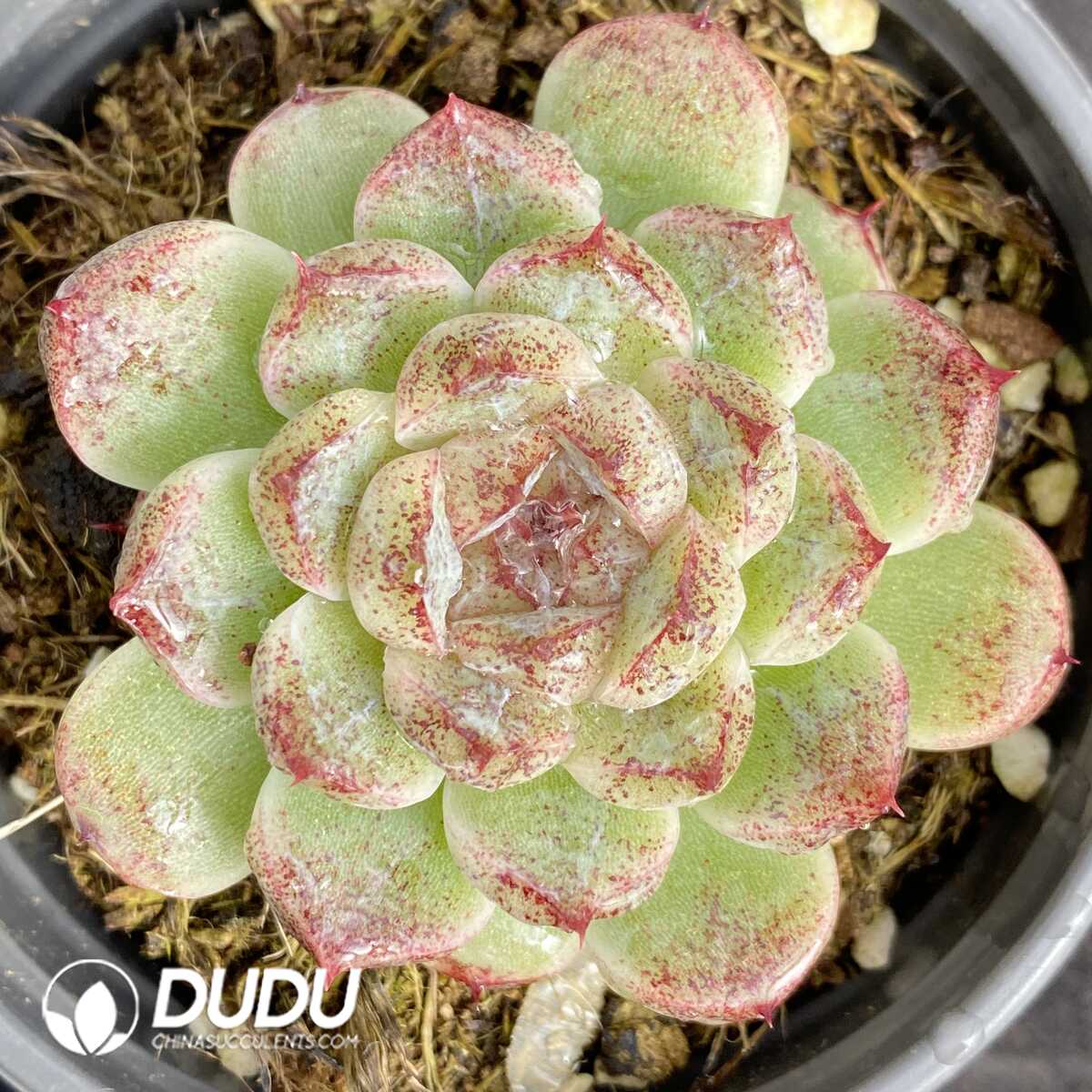 e201-432.jpg Echeveria Red Crystal - Image 1