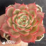 Echeveria Starbucks Variegated