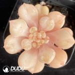 Echeveria Starbucks Variegata