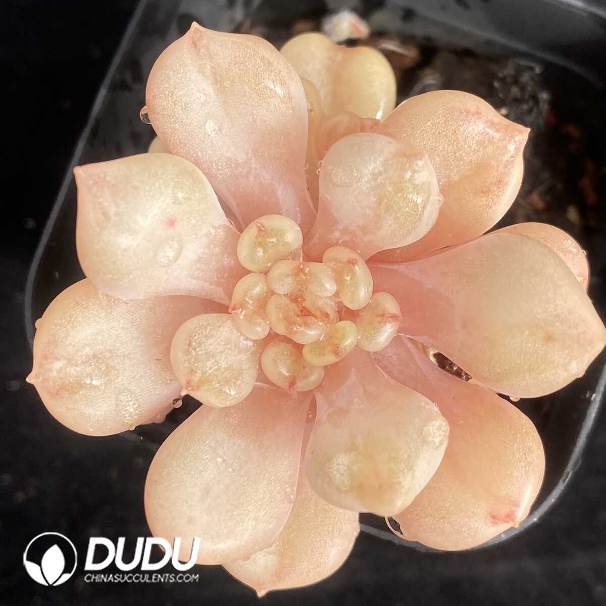 e201-435.jpg Echeveria Starbucks Variegata - Image 1