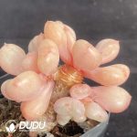 Echeveria Bill Gates Clustering