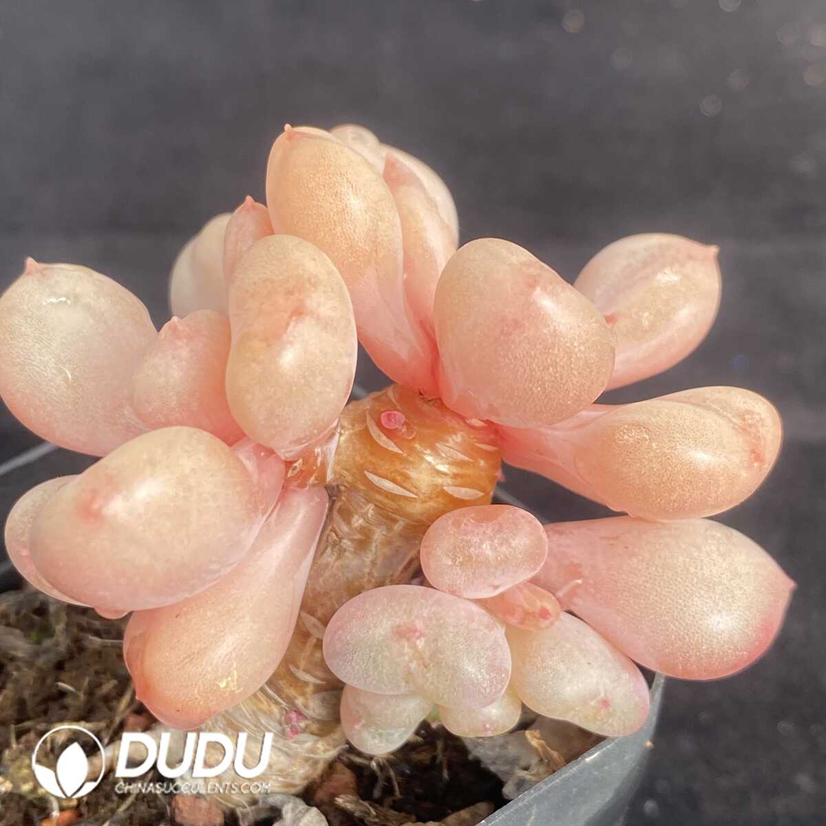 e201-436.jpg Echeveria Bill Gates Clustering - Image 1