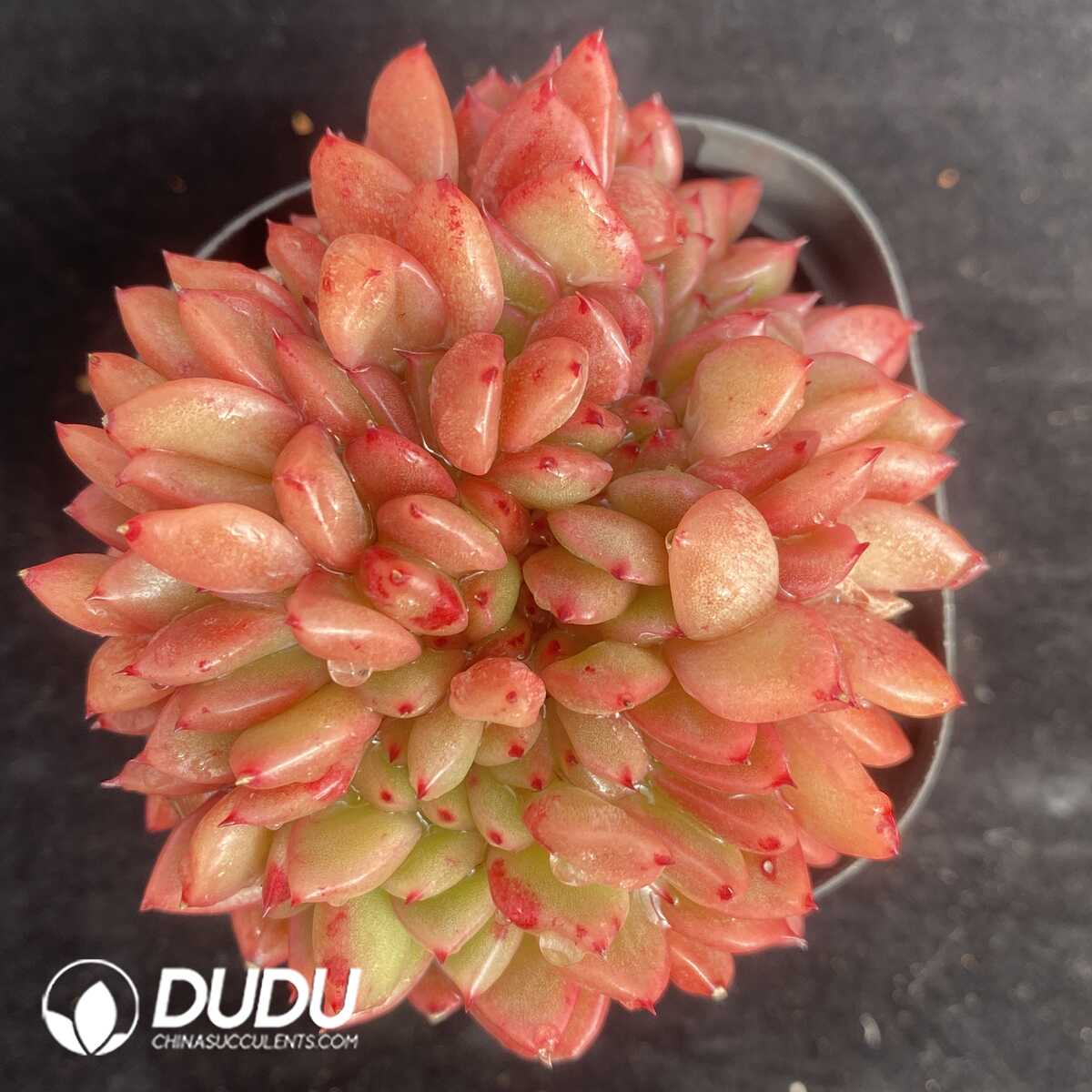 e201-437.jpg Echeveria Red King Cristata - Image 1