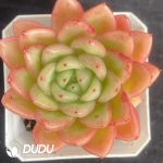 Echeveria Red King