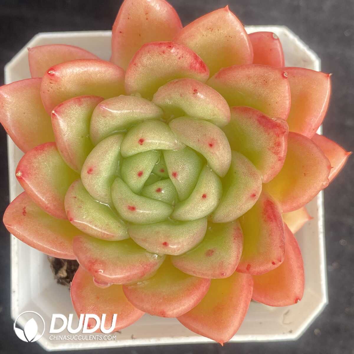 e201-438.jpg Echeveria Red King - Image 1