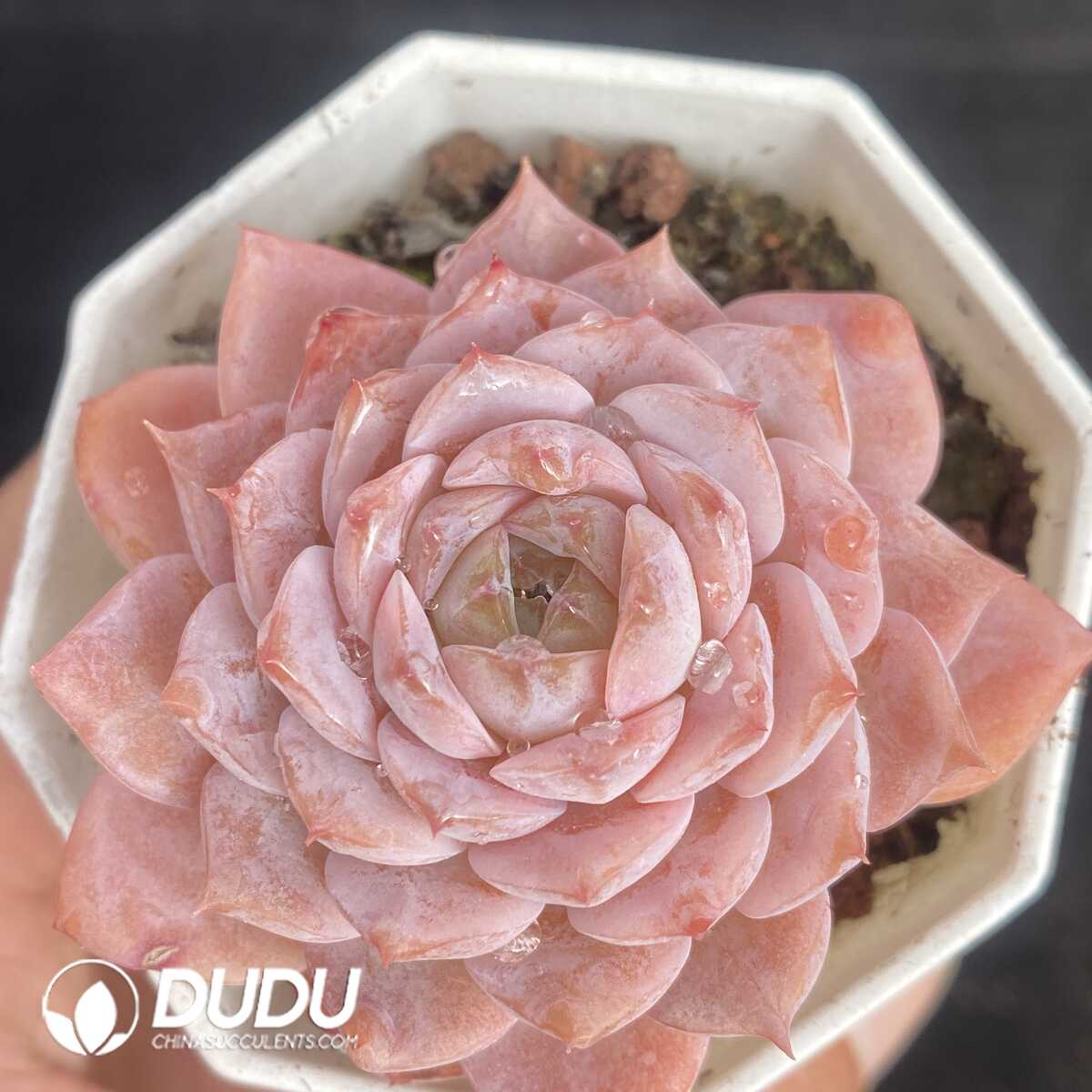 e201-439.jpg Echeveria Queen Ellie - Image 1