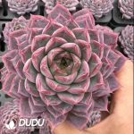 Echeveria Eiffel Tower