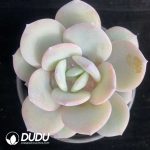 Echeveria Matcha