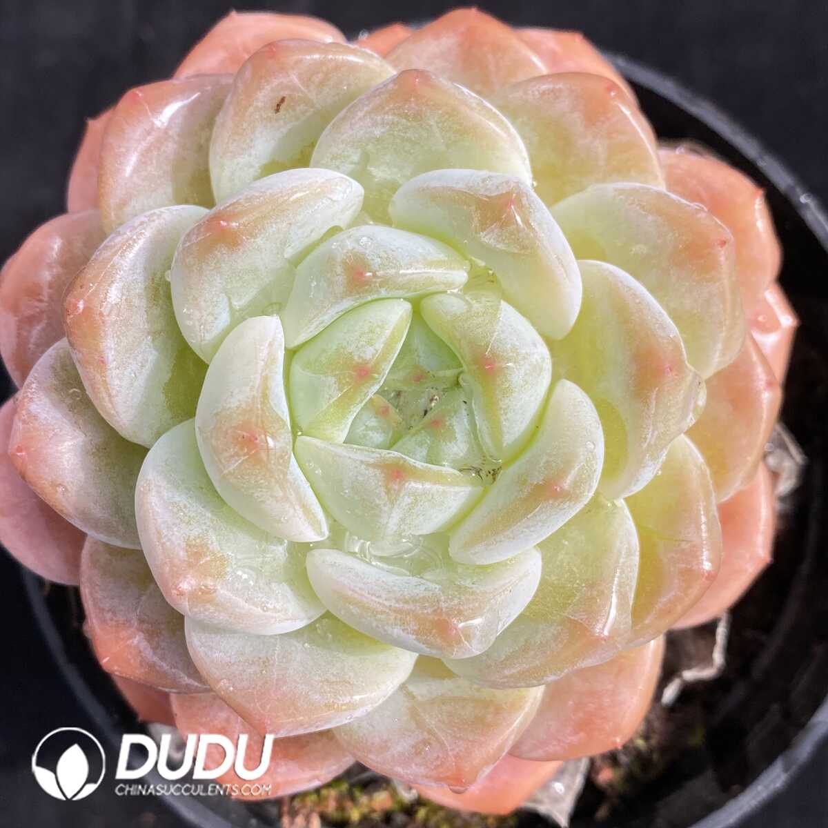 e201-442.jpg Echeveria X7 - Image 1