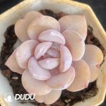 Echeveria Matcha