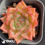 Echeveria Snow Angel