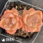 Echeveria Snow Angel Double Head