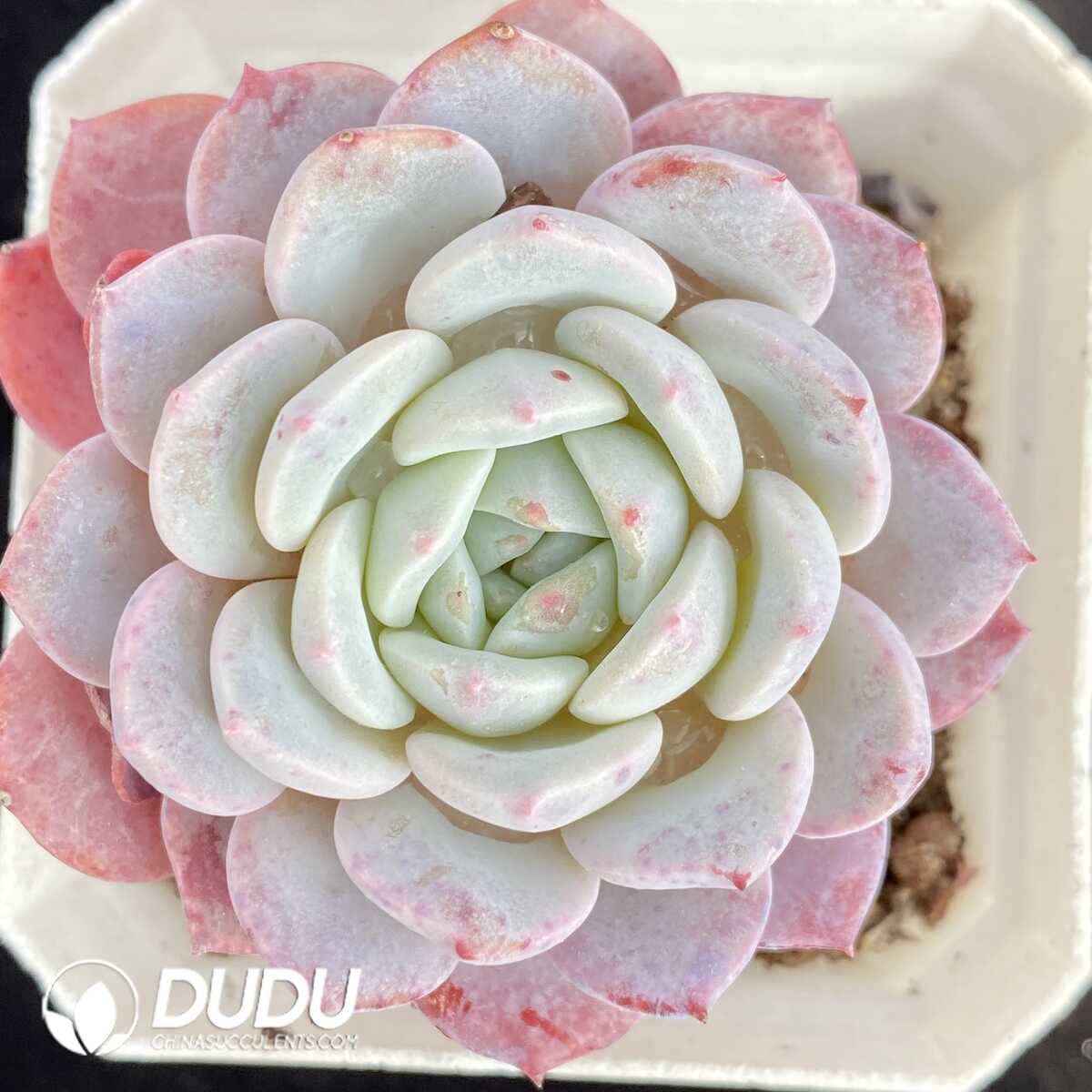 e201-447.jpg Echeveria Lafite - Image 1