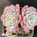 Echeveria Lafite Double Heads