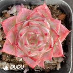Echeveria Lonly Star