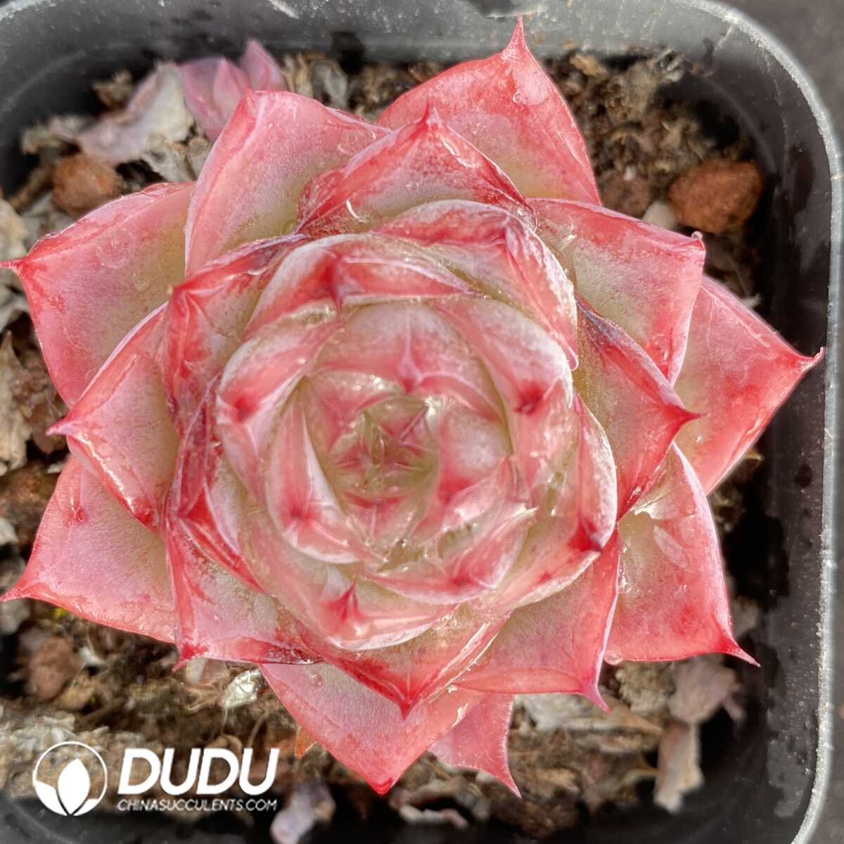 e201-449.jpg Echeveria Lonly Star - Image 1