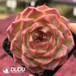 Echeveria Orange Amber