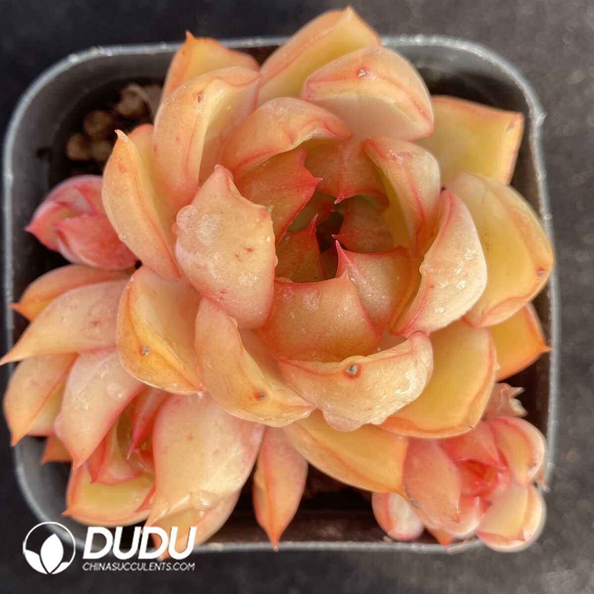 e201-450.jpg Echeveria Pink Dragon Clustering - Image 1