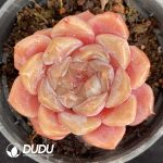 Echeveria Pure Love
