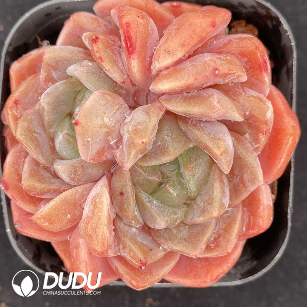 e201-452.jpg Echeveria Pure Love Double Head - Image 1