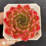 Echeveria Anston
