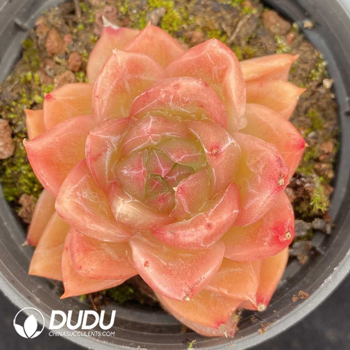 e201-454.jpg Echeveria Snow Angel - Image 1