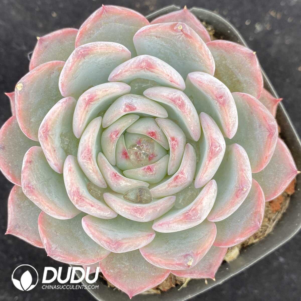 e201-455.jpg Echeveria Casio Variegated - Image 1