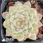 Echeveria Diamond
