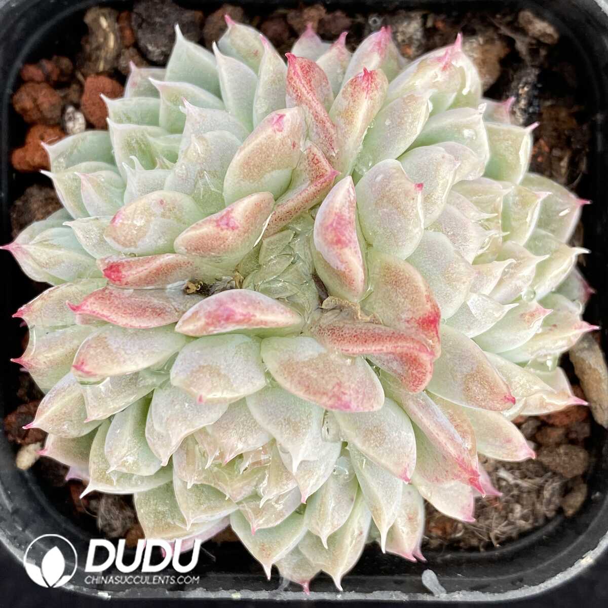 e201-457.jpg Echeveria Diamond Clustering - Image 1