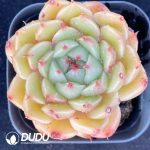 Echeveria Silver Snow
