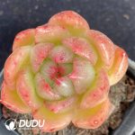 Echeveria Jiliyan