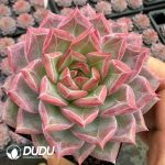 Echeveria Miss Messy Room