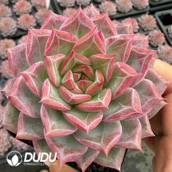 e201-46.jpg Echeveria Miss Messy Room - Image 1