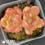 Echeveria Jiliyan Double Head