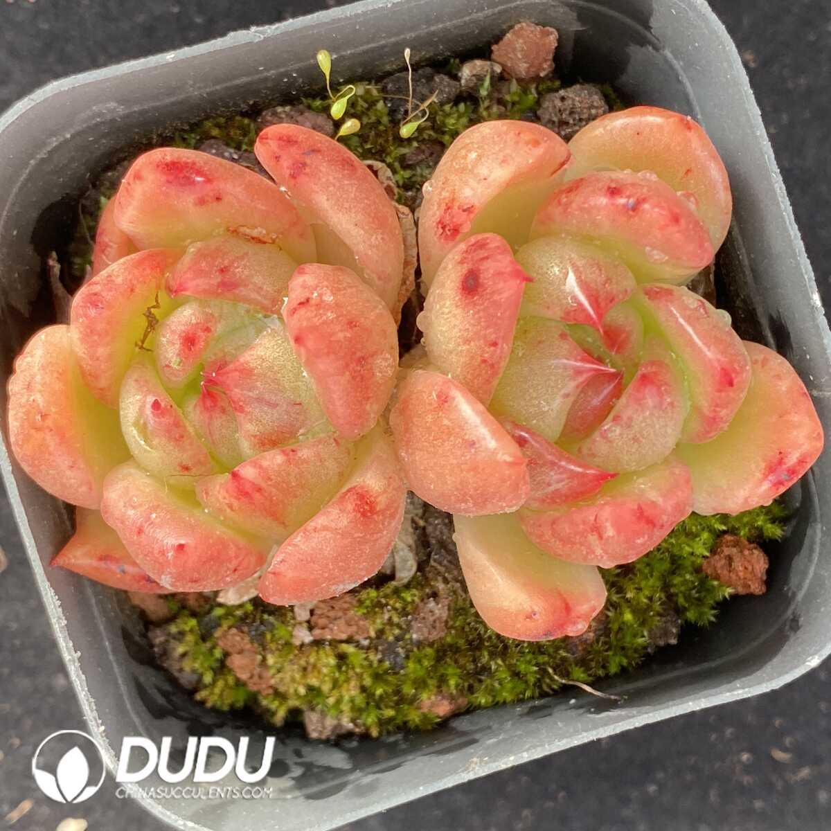 e201-460.jpg Echeveria Jiliyan Double Head - Image 1