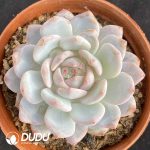 Echeveria Orange Monroe