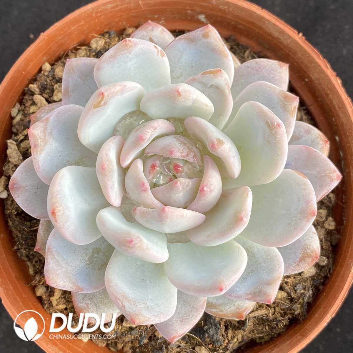 e201-461.jpg Echeveria Orange Monroe - Image 1