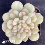 Echeveria Moon Ivory