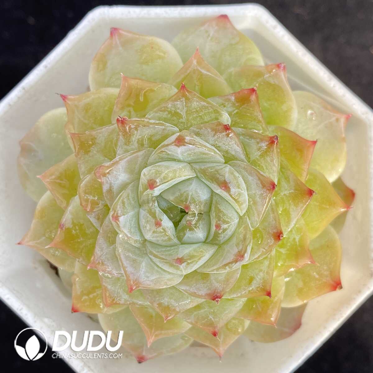 e201-464.jpg Echeveria G3-06 - Image 1