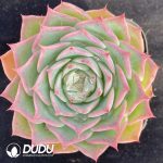 Echeveria Tianshangrenjian