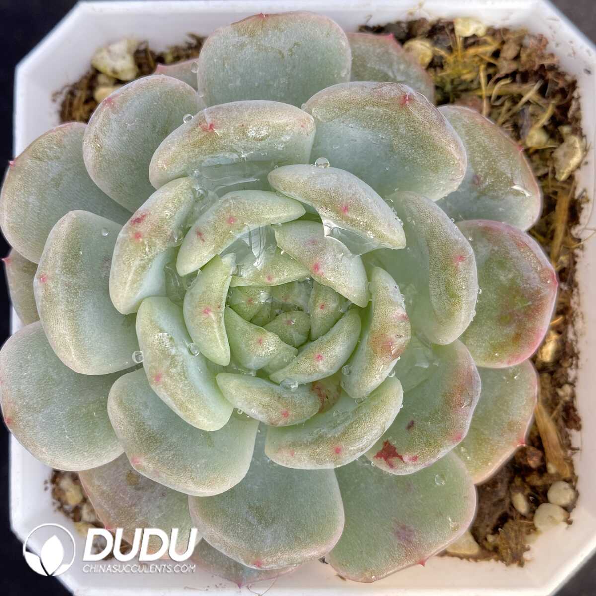 e201-466.jpg Echeveria Avocado - Image 1