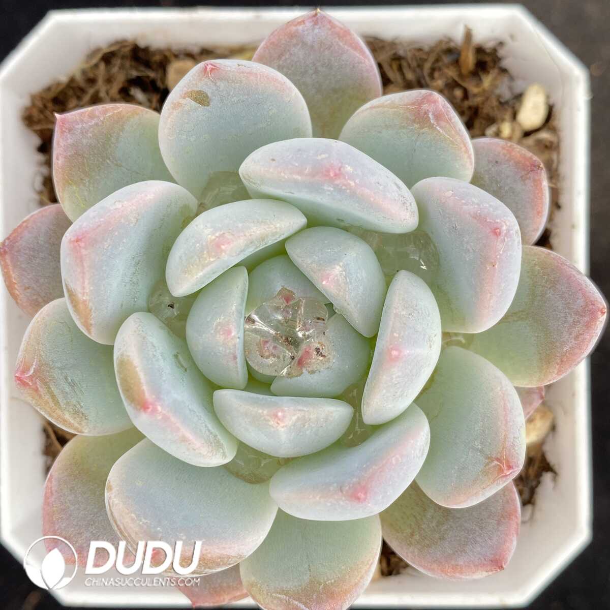 e201-467.jpg Echeveria Green Grape - Image 1